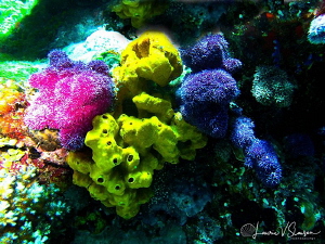 Multicolor Corals at Wananavu, Fiji by Laurie Slawson 